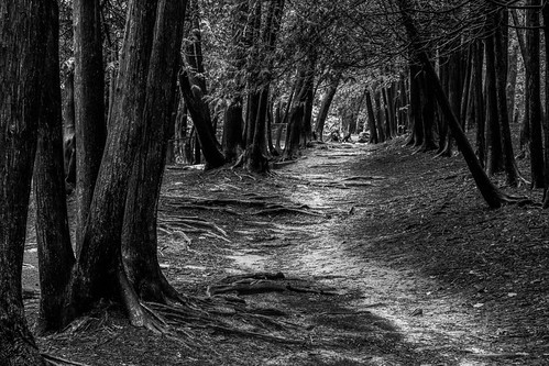 ontario canada mystery forest path elora centrewellington