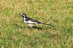 african pied wagtail