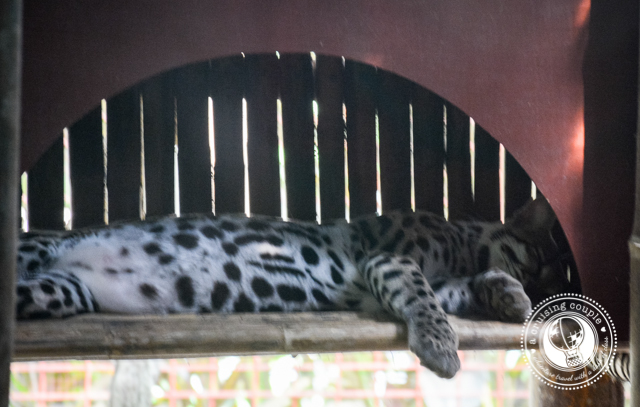 Big Cat Jaguar Rescue Center