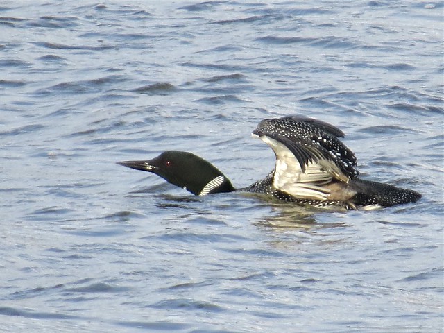 Common Loon at Lake Bloomington in McLean County, IL 04