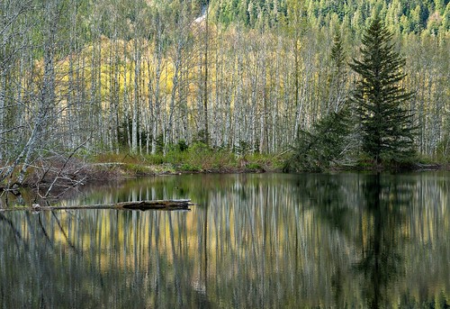 reflection tree forest river pattern symbol britishcolumbia skeena slough canadapt