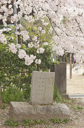 【写真】2014 桜 : 立本寺/2020-03-01/IMGP5754