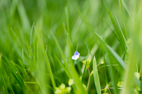 macro fleur vert mauve herbe