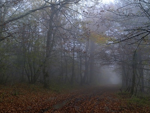 landscapes bosque niebla hayas nafarroa ruby10 ruby15 ruby20