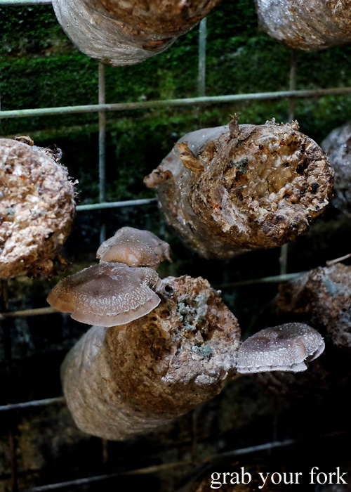 Shiitake mushrooms in the Li-Sun Exotic Mushrooms railway tunnel, Mittagong