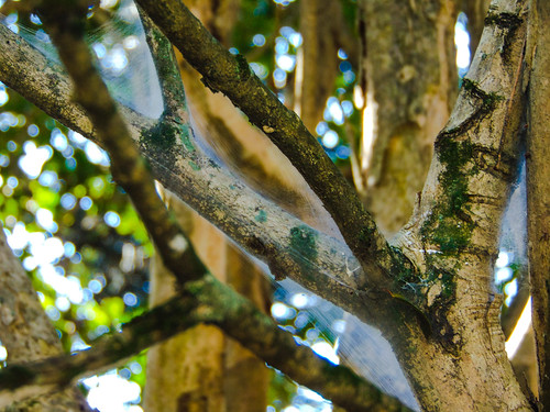 tree trees spiderweb teiadearanha teia nature naturaleza outside láfora brasil américadosul árvore árvores natureza sony alcatel