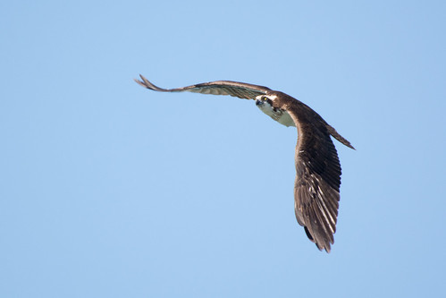 canada bird wildlife birding québec ornithology birdwatching oiseau osprey faune contrecoeur ornithologie balbuzardpêcheur