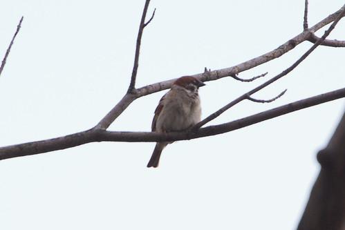 illinois oldworldsparrow