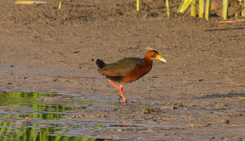 Rufous-necked Wood-Rail