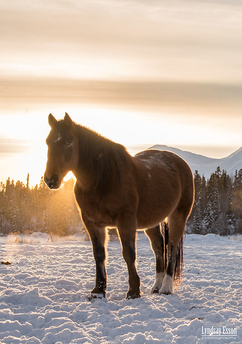 sunset horses mare animalplanet northernbc atlin