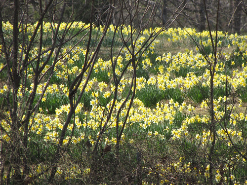 Daffodils through the trees