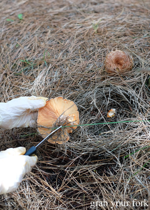Hunting for saffron milk cap pine mushrooms in Belanglo State Forest