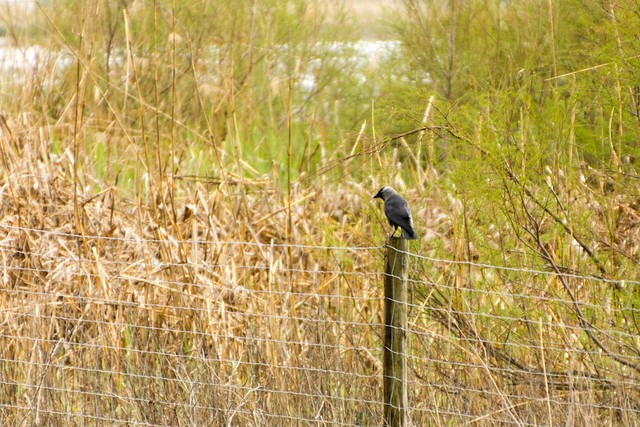 Bird on fence post