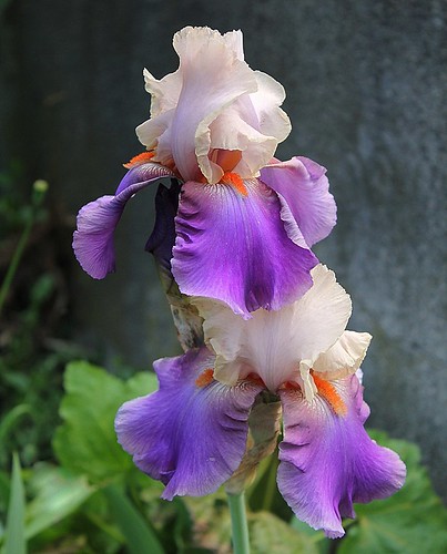 Iris - floraisons 2011 - Page 3 8734970001_7c93f8648c