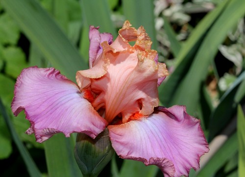 Iris - floraisons 2011 - Page 2 8736090192_59109f5f49
