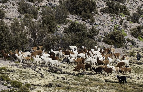 chile alpaca pastor altiplano arica d300 pastoreo robertocumsille cosapilla