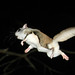 2nd Place - Published Images -  John Thornton - Flying Squirrel