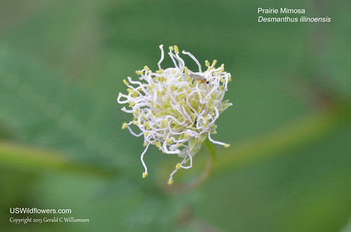 Prairie Mimosa, Illinois Bundleflower, Prickleweed, Illinois Desmanthus - Desmanthus illinoensis