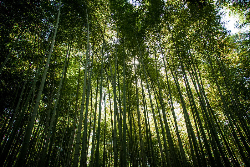 Bamboo sky