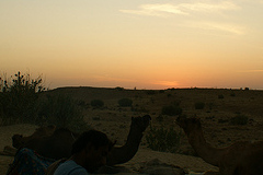 pushkar camel safari