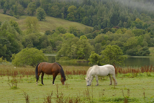 wood trees horses horse cloud lake mountains tree water clouds reflections landscape togetherness scotland woods woodlands nikon flickr raw day seasons stirling september hills together valley gps equine manfrotto d800 wooded equines onwater togetherwestand twohorses lochvoil paulwilliams balquhidder braesofbalquhidder nikon2470mm reflectionsonalake nikkor2470mmf28 balquhidderscotland nikond800 lochvoilbalquhidder riverlarig riverbalvaig nikongp1 despitestraightlines lakevoil ilobsterit lochvoilscotland viewoflochvoil horsesatbalquhidder