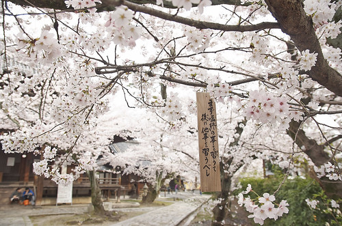 【写真】2014 桜 : 立本寺/2020-03-01/IMGP5742