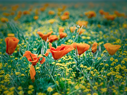california unitedstates poppies lancaster wildflowers antelopevalley antelopeacres
