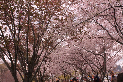 picture of cherry blossoms
