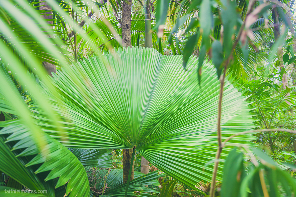 Ruffled fan palm tree