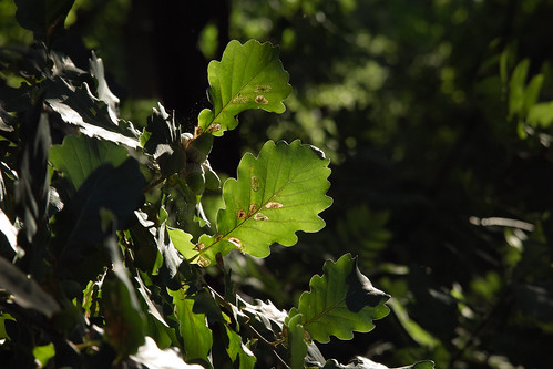 oak sigma australia victoria ranges plantation shire 1770 harcourt foveon x3 bendigo nonos macedon 2845 sd15