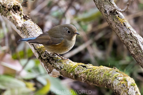 Red-flanked Bluetail female