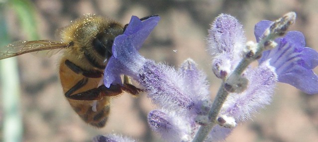 Russian sage offering a snack to a honeybee