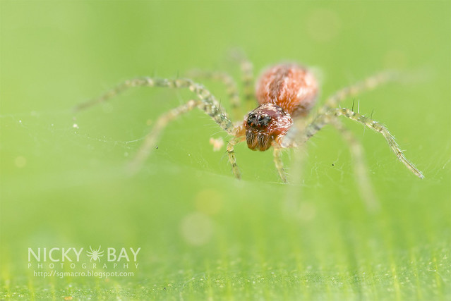 Nursery Web Spider (Pisauridae) - DSC_2046