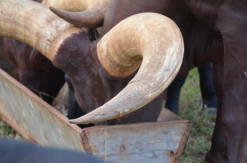 ILRI farm: Ankole horns