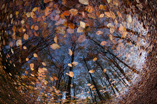 autumn leaves reflections leicestershire belvoir