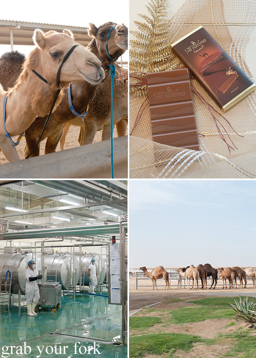 Camels and milk processing plant at Camelicious and Al Nassma camel milk chocolate, Dubai