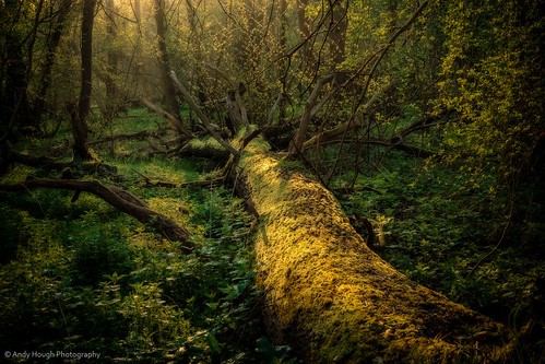wood trees england sunlight green forest unitedkingdom sony a77 littlewittenham sonyalpha andyhough slta77 littlewittenhamwood andyhoughphotography