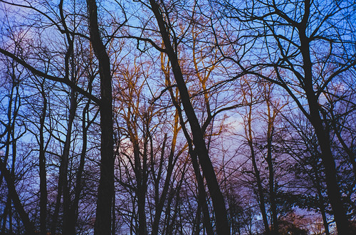 above blue winter light sunset sky color tree film nature sunshine silhouette contrast analog 35mm munich landscape evening diy colorful dusk snapshot bluesky olympus scan lookup epson 135 mjuii stylusepic c41 v700 colortec dmparadies400