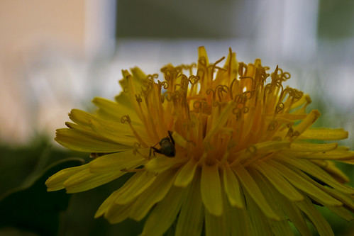 flowers flower yellow bug nikon ant dandelion 365 365dayproject antonaflower nikond3100