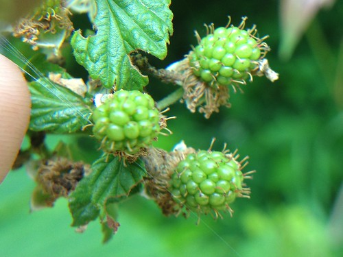 green fruit mississippi blackberries