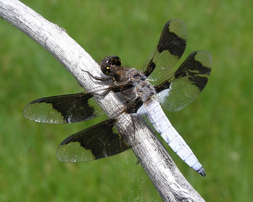 insect dragonfly whitetail skimmer odonata libellulidae anisoptera commonwhitetail plathemislydia
