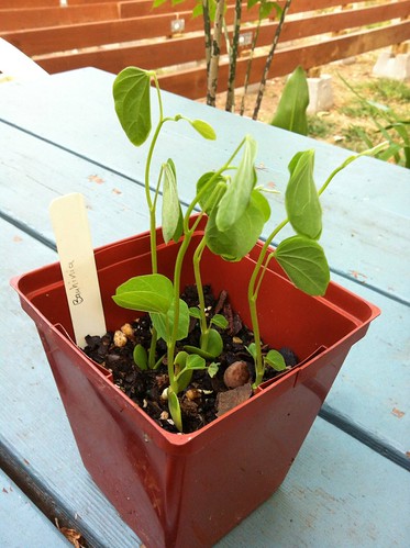 Bauhinia variegata seedlings