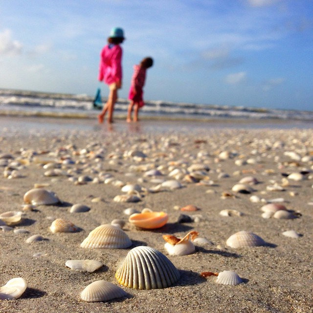 331/365: Hunting for Shells