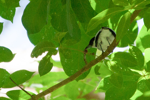 bird wildlife birding ornithology birdwatching oiseau faune ornithologie tityreàtêtenoire