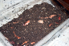 planting sprouted sweets 059