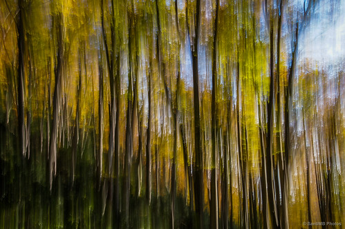 autumn españa abstract forest bosque otoño abstracto beech cataluña osona hayedo 500px bracons grevolosa santperedetorelló 2tumblr sal18250 2blogger