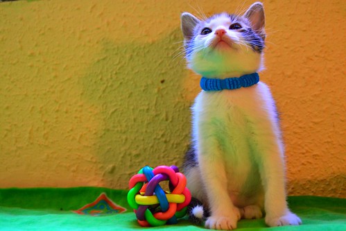 Goyo, gatito blanco y pardo juguetón y muy guapo, nacido en Marzo´14, busca hogar. Valencia. ADOPTADO. 13883189744_4560e647c5
