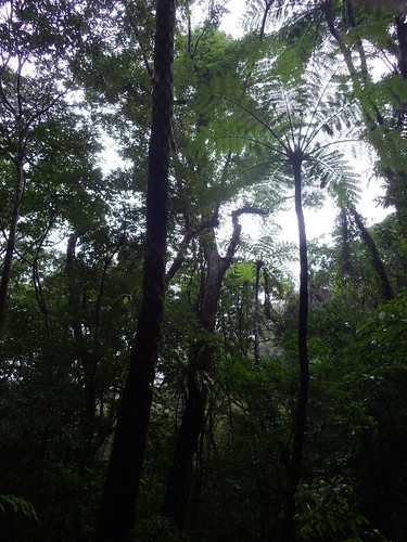 japan forest amami 奄美大島 kasgoshima