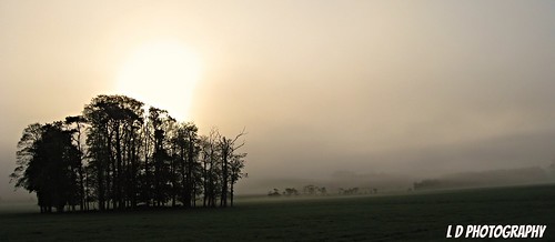 fog northumberland whittingham