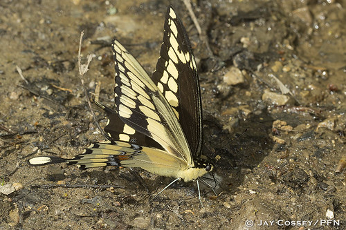 ontario butterfly behavior swallowtail naturephotography macrophotography giantswallowtail insecta papiliocresphontes puddling skunksmisery lepidopterabutterfliesmoths middlesexco photographerjaycossey